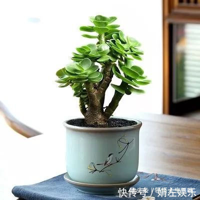 8种与“财”有关的植物,家里养几盆,招财旺宅,人人都喜欢!