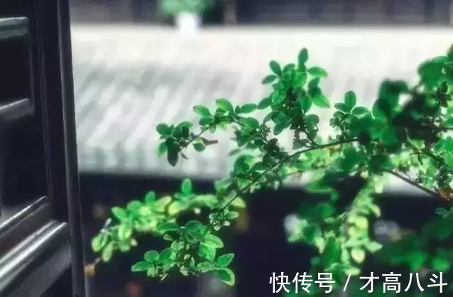 蓦然回首#宋词里的人生真谛:抱一份深情,活一份通透