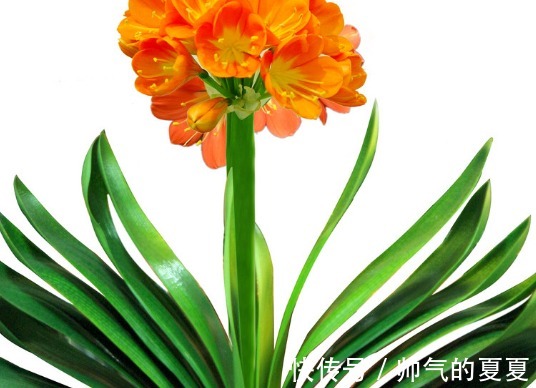 肥料|家养君子兰的3个小技巧,学会轻松花开爆满盆,建议收藏