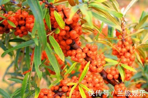 低血压|农民叫此野果为“救命果”,吃一点降低血压,防心脏病,可以试试