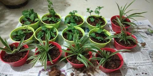 我用这方法扦插繁殖了几十盆的植物,薄荷、吊兰轻松培育