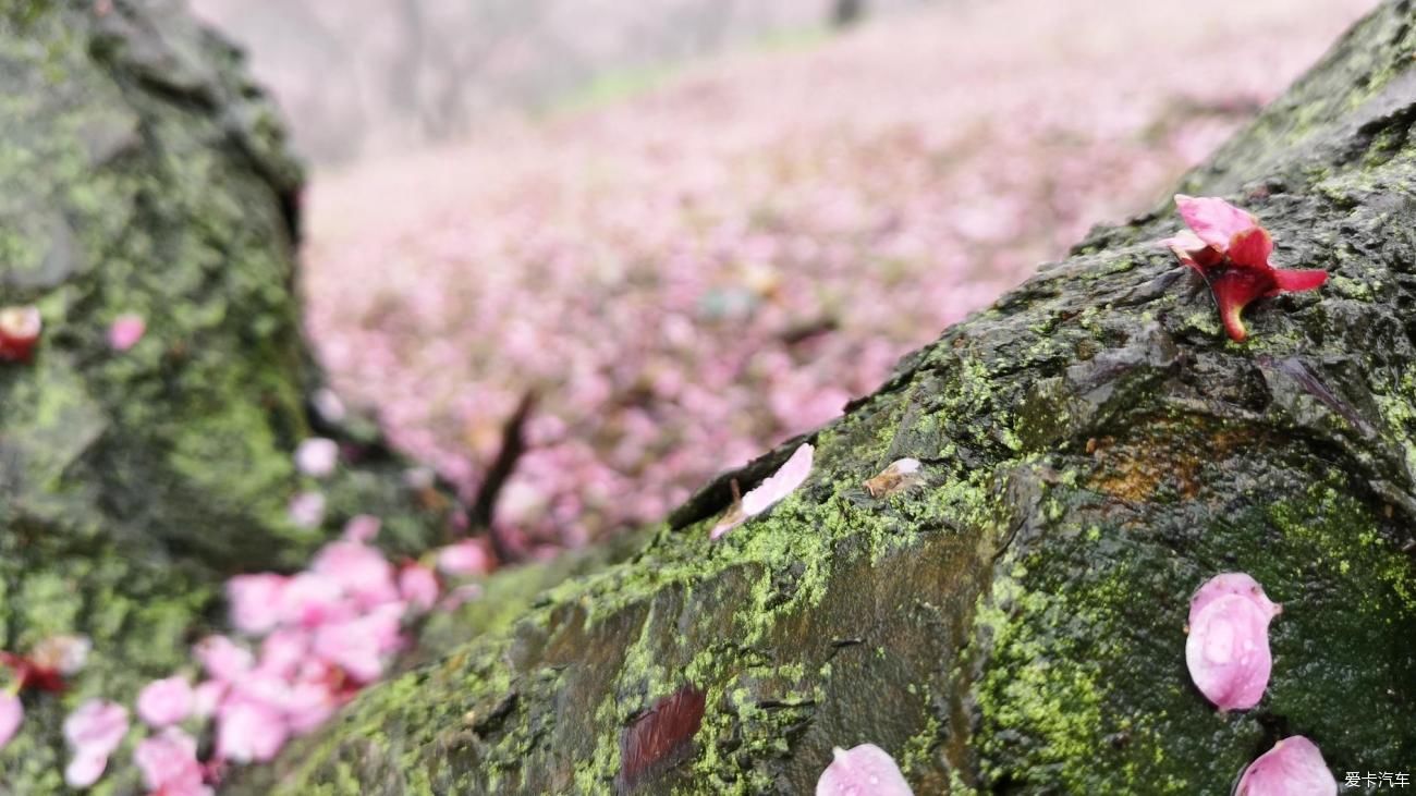 江南雨，梅花村，寻梅踏青！