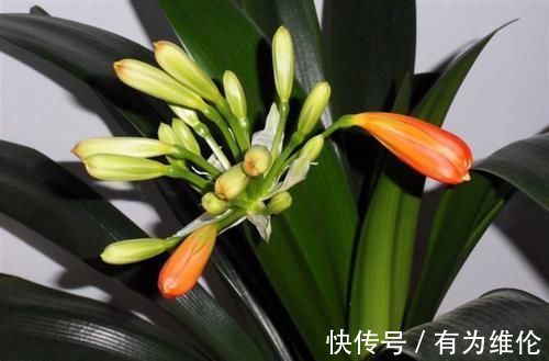 有了好的养护方法，君子兰也能控制开花时间了