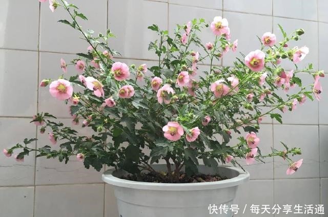 花期最长的植物，号称开花机器，四季有花开，养护容易，值得拥有！