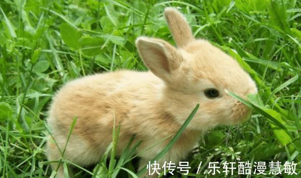 属兔|属兔的人生在几月，下半年招财进宝，想啥来啥，事业旺旺的