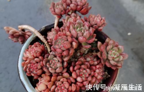 适应能力|多肉淋水后，哪些事情不该做，早知道才能避免“发烧”