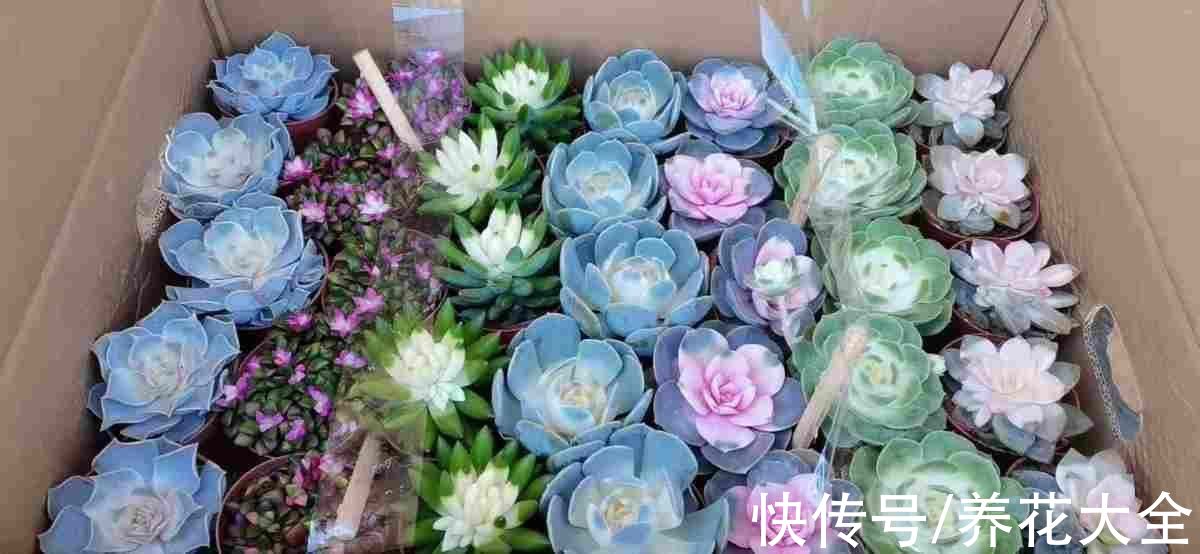 网上买花,最怕买到这3种,记住了省下一大笔钱