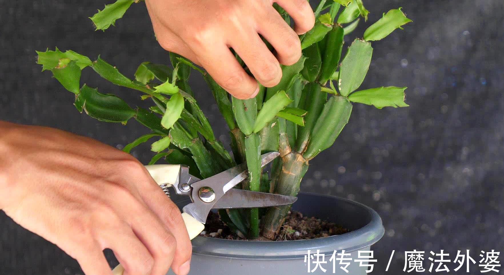 枝条|冬天“扦插”4种花,正是好时机,生根快,成活率高,容易的很