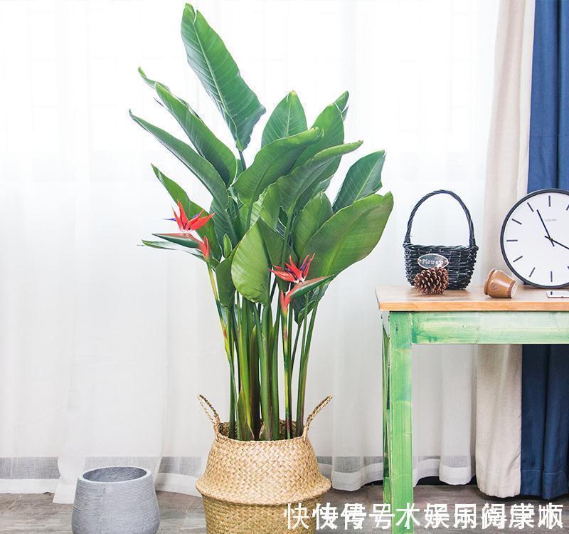 4种花要富养,根多“爱吃土”喜欢大花盆,用对了利于生长和开花