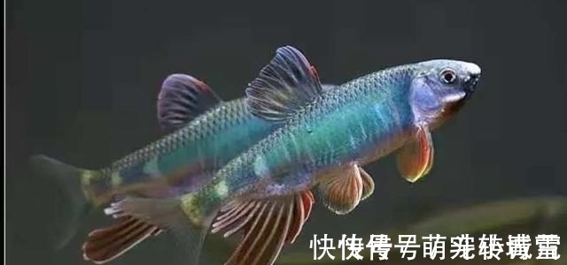 饲养|我国最漂亮的原生鱼,未必是鳑鲏和白云金丝,这种小型鱼更漂亮