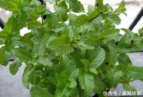 阳台适合养3种花,人养花,花也养人,解毒败火,家家必备!