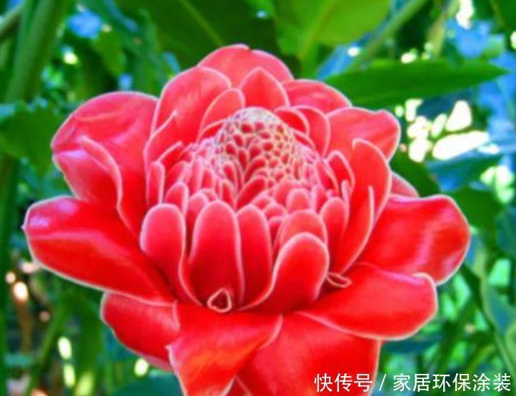 庭院选这几款花,花姿妖娆,盛开时繁花似锦,花色美轮美奂