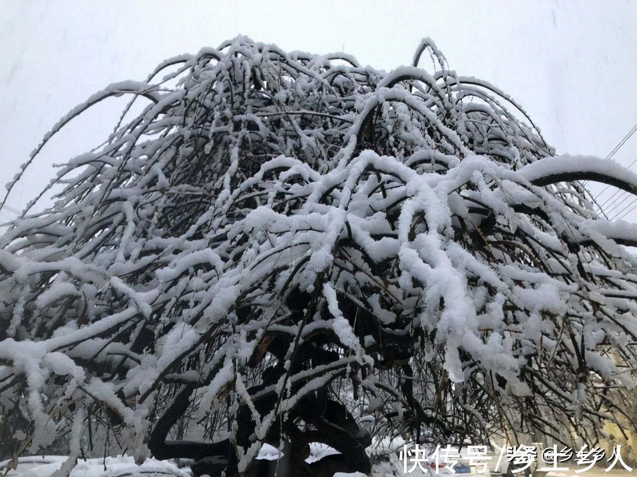 九月十八霜降，俗语“霜前霜，米如糠；霜后霜，谷满仓”，啥意思