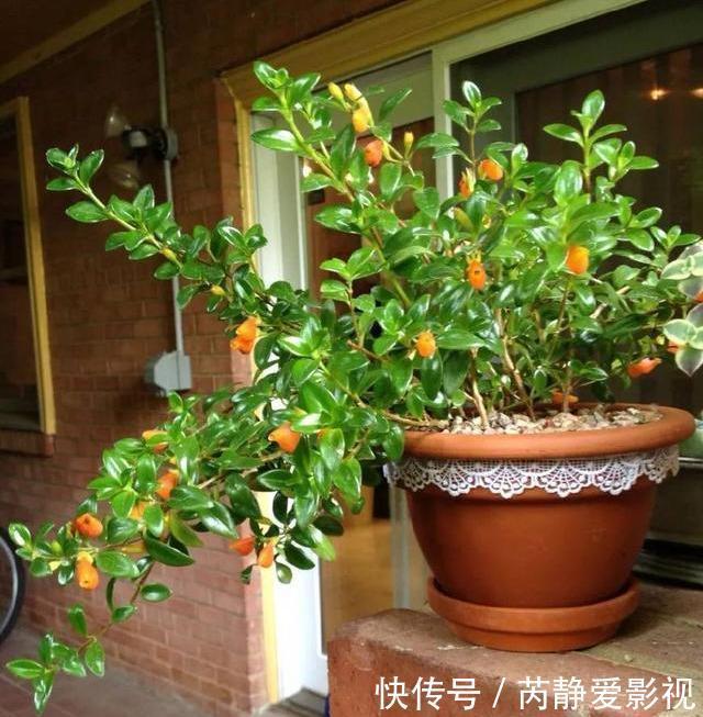 4种贵气花,个个富贵吉祥,再不喜欢也要养一盆