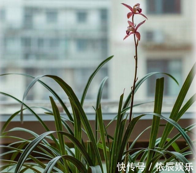 养好兰花和君子兰的四个命门,你做对了吗?看后定有收获