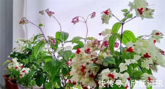 2色|一种新型花卉“龙吐珠”，1朵花开2色，开花一串串，高贵寓意好