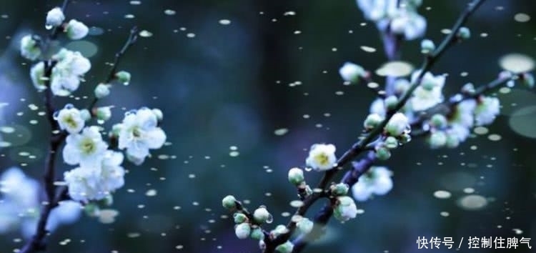 美的|蒋维翰很经典的一首咏梅诗,短短的28个字,写出了世间绝美的梅花