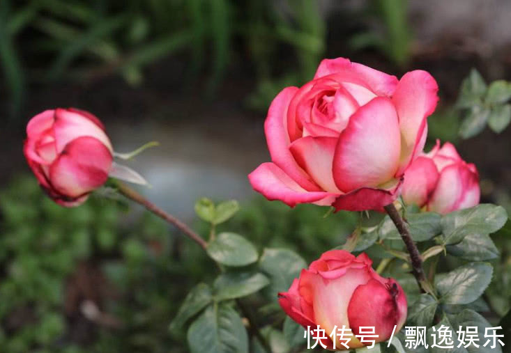 月季花养不好老花友教你两招，花开绚丽又大朵，越养花越大