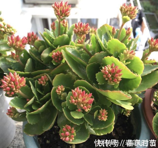 发芽|家里养4种花,叶子掉盆里,15天生根发芽,1盆能变20盆,好养活