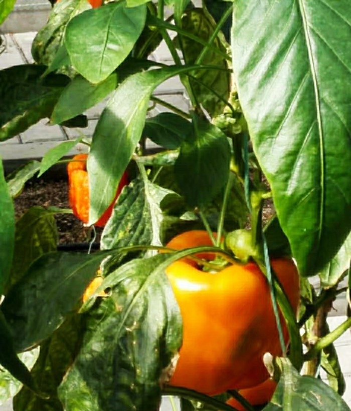 蔬果|宋MAX,感受一下蔬果城堡的寧靜,欣賞彩色的自然