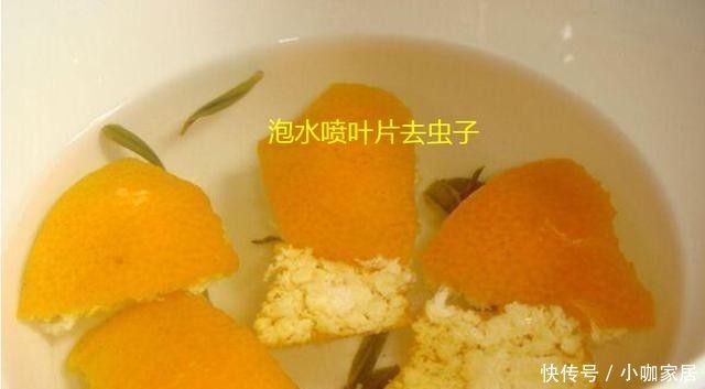  么我们可以|橘子皮的用途很多，在养花过程中就有4大功能，可能你不知道