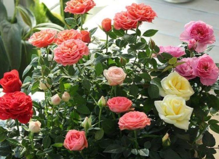 最香的“4种花”,好养又漂亮,花香醉人,养护简单又漂亮!