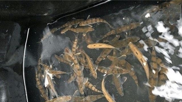 钓点|溪石斑,鱼体虽小价格昂贵,很多钓鱼人根本不懂如何垂钓!