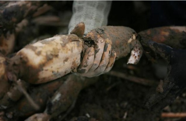 西瓜|立秋以后,“少吃二瓜,多食三白”,做好这四件事,秋冬少生病