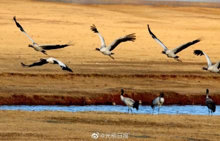 黑颈鹤|冬季云南会泽黑颈鹤有多美