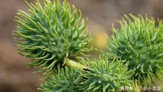 害怕|農村這種野果渾身是刺, 農村娃見到就害怕, 可卻不知道價值珍貴