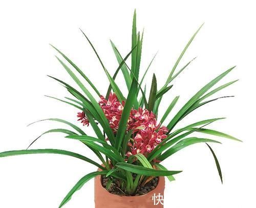 发芽|兰花和君子兰不开花、不长叶、不发芽?问题就在三点,试试吧