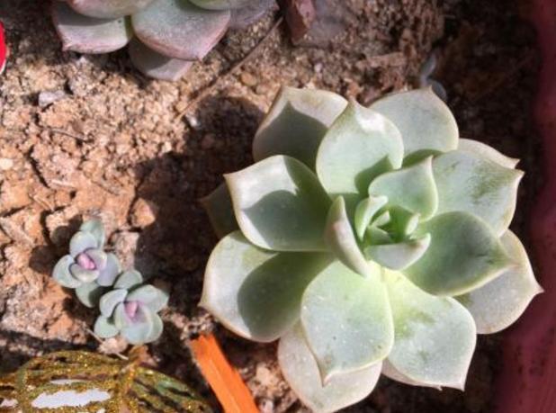 修剪|多肉枝干徒长学会剪一剪,母株变美、枝干扦插成新生幼苗