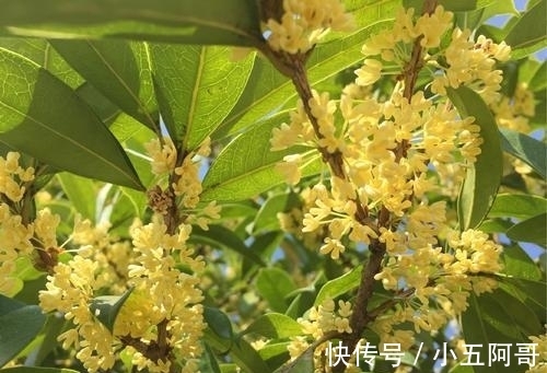 花儿!朱淑真感慨桂花未开,于是写诗催促,全文跌宕起伏,充满深意