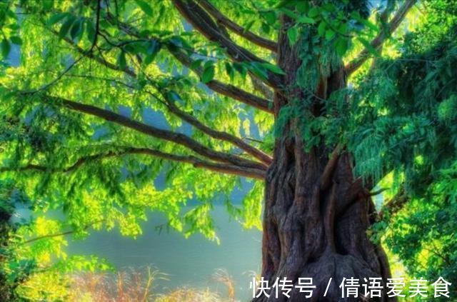 大树|地球上5棵摩天大树,一棵比云层还高8英尺,我国这棵被叫望天树