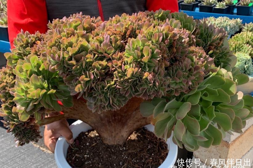 法师|喜欢多肉丛林桩却不知道怎么养成?其实只需要简单的一步操作便可