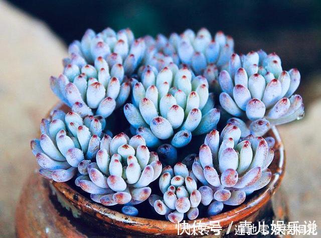 意境|10款意境深远的蓝色系多肉!养成老桩美呆了!越养越爱!