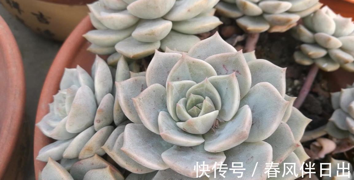 白牡丹|3种适合新手的多肉植物,学会控水,易群生养成漂亮小老桩