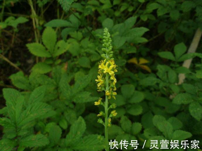 农村|农村这种野草,农民用它熬粥,殊不知它价值珍贵,一斤30元