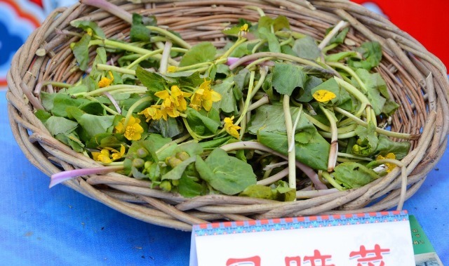 野菜|春天挖野菜，送你56种野菜大图片，带你见识不同的野菜和吃法