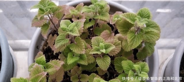 百合|最强天然“痛风”药，不是百合，不是车前草，喝一碗就能降尿酸！