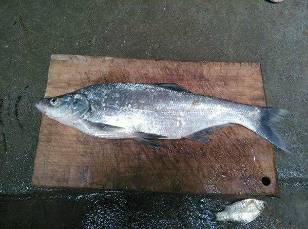 米级|这种鱼到底是不是翘嘴呢,虽然长得挺像,但是这种鱼长不了一米