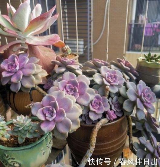 养护|入秋以后，给多肉植物浇水有讲究，掌握4个要点，叶片肥厚上色美