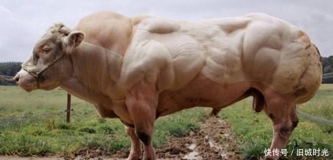 一身肌肉|为何人类每天吃肉,但却很难长肌肉,而牛只吃草却拥有一身肌肉?