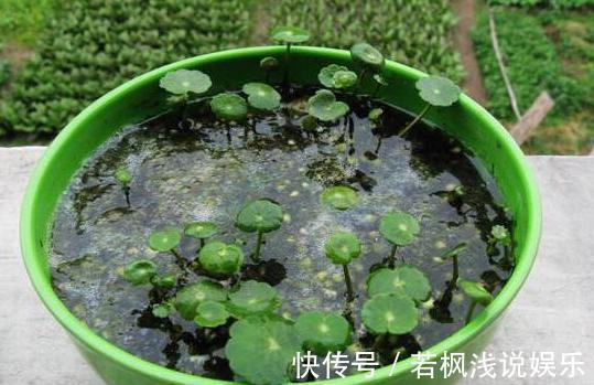 水培植物怕烂根?练就这项技能,啥烦恼都没了