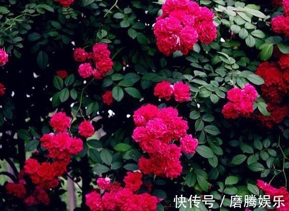 木香花|丢掉绿萝！养盆它，比月季好看，比茉莉更香，花开200天，好养活