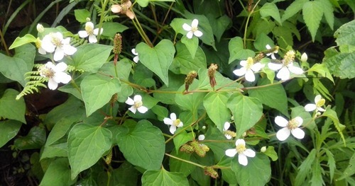 女性|女性的“长生菜”，坚持吃一周，毒素没了，不贫血了，肌肤更水嫩
