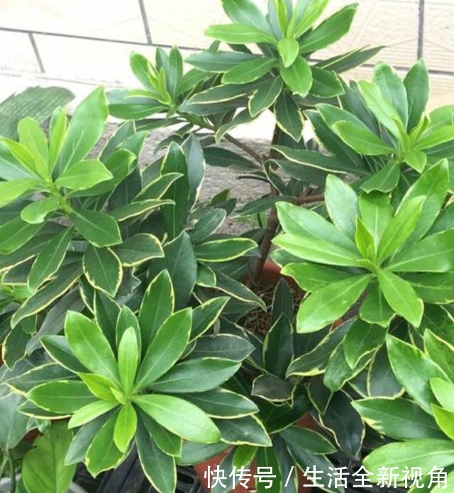 春季养金边瑞香,三点主要养护别疏忽,新叶生长快,根系更健壮!