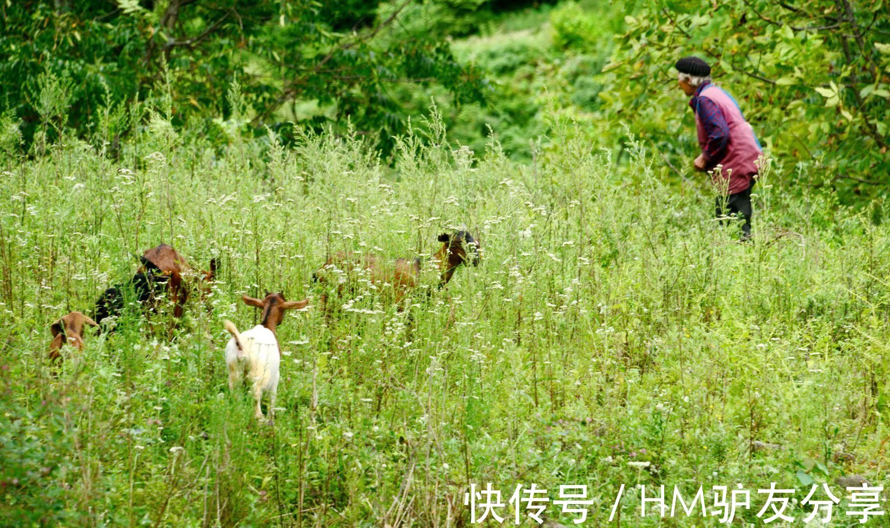 长假|小长假，朝天这个地方一定要去，植被茂盛，绿树成荫