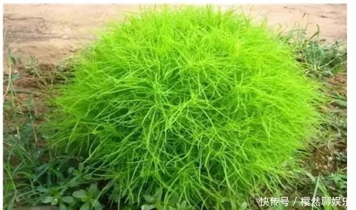 血压|七月,这个野菜随处可见,清热去暑降血压,不懂的人把它当草