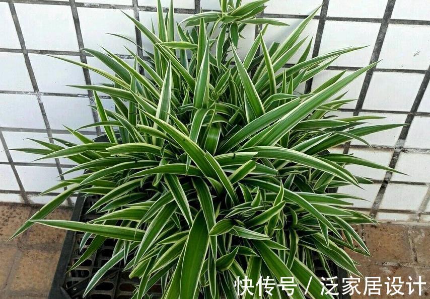 氮肥|这种自制高氮肥，用好了，比淘米水、啤酒水效果好得多